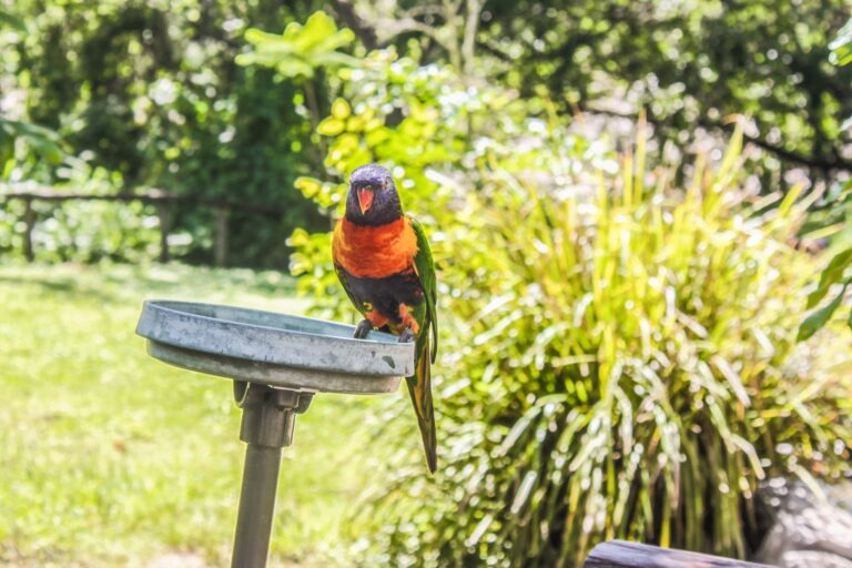 In a lush green garden in North Gosford, a colorful parrot with red and black feathers is perched on a bird feeder.